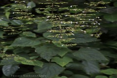 Plectranthus wightii